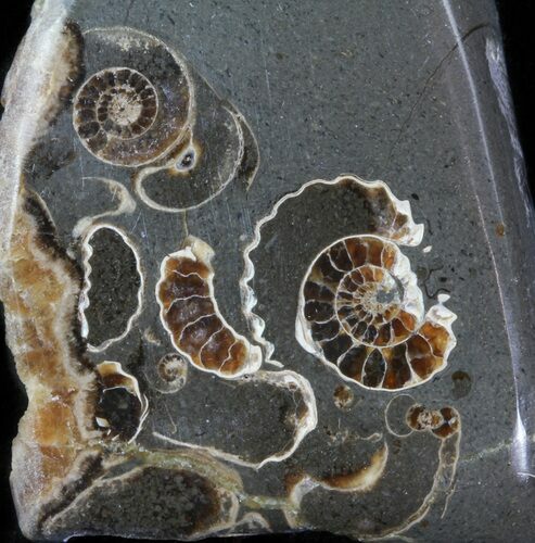 Polished Ammonite Fossil Slab - Marston Magna Marble #63814